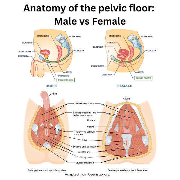 Schemati c of integrated levels of female pelvic organ support.