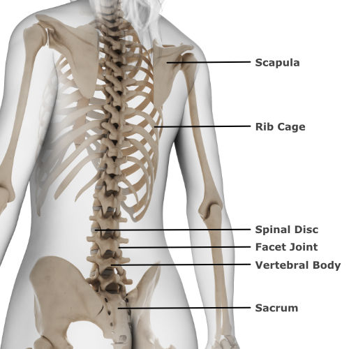Mid & Upper Back Pain  Central Health Physiotherapy