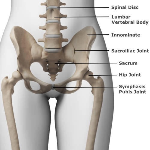 skeletal anatomy of the pelvis